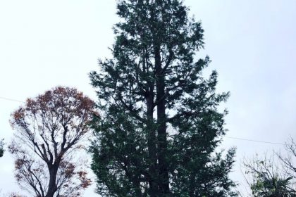 高木剪定