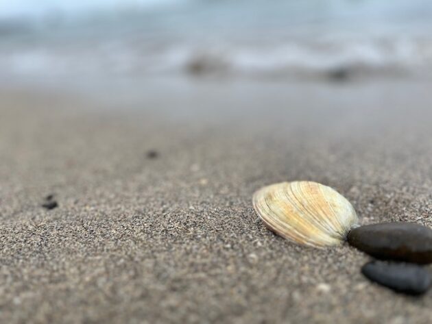 海辺の貝殻